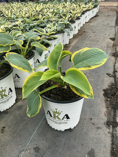 Hosta Plantain Lily Frances Williams