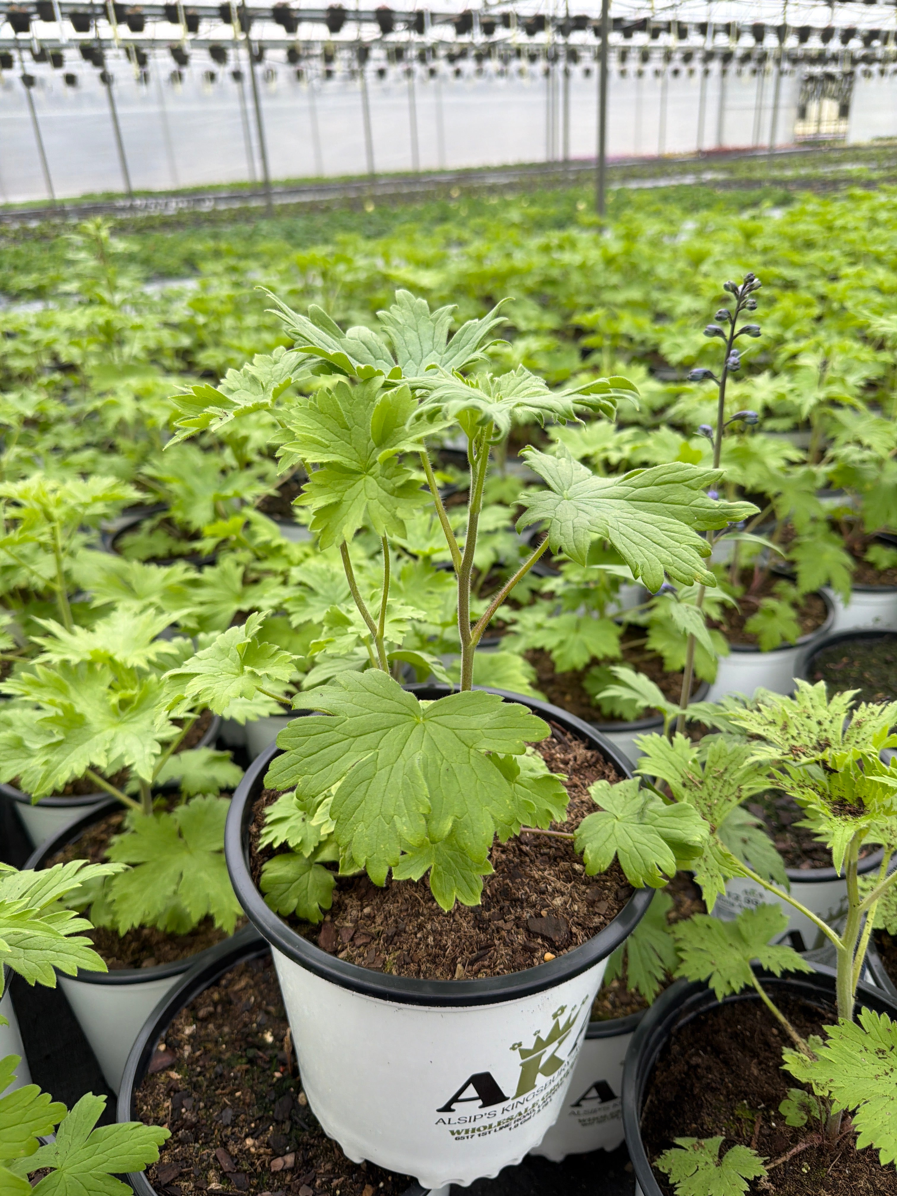 Delphinium Larkspur King Arthur