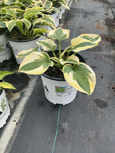 Hosta Plantain Lily Wide Brim