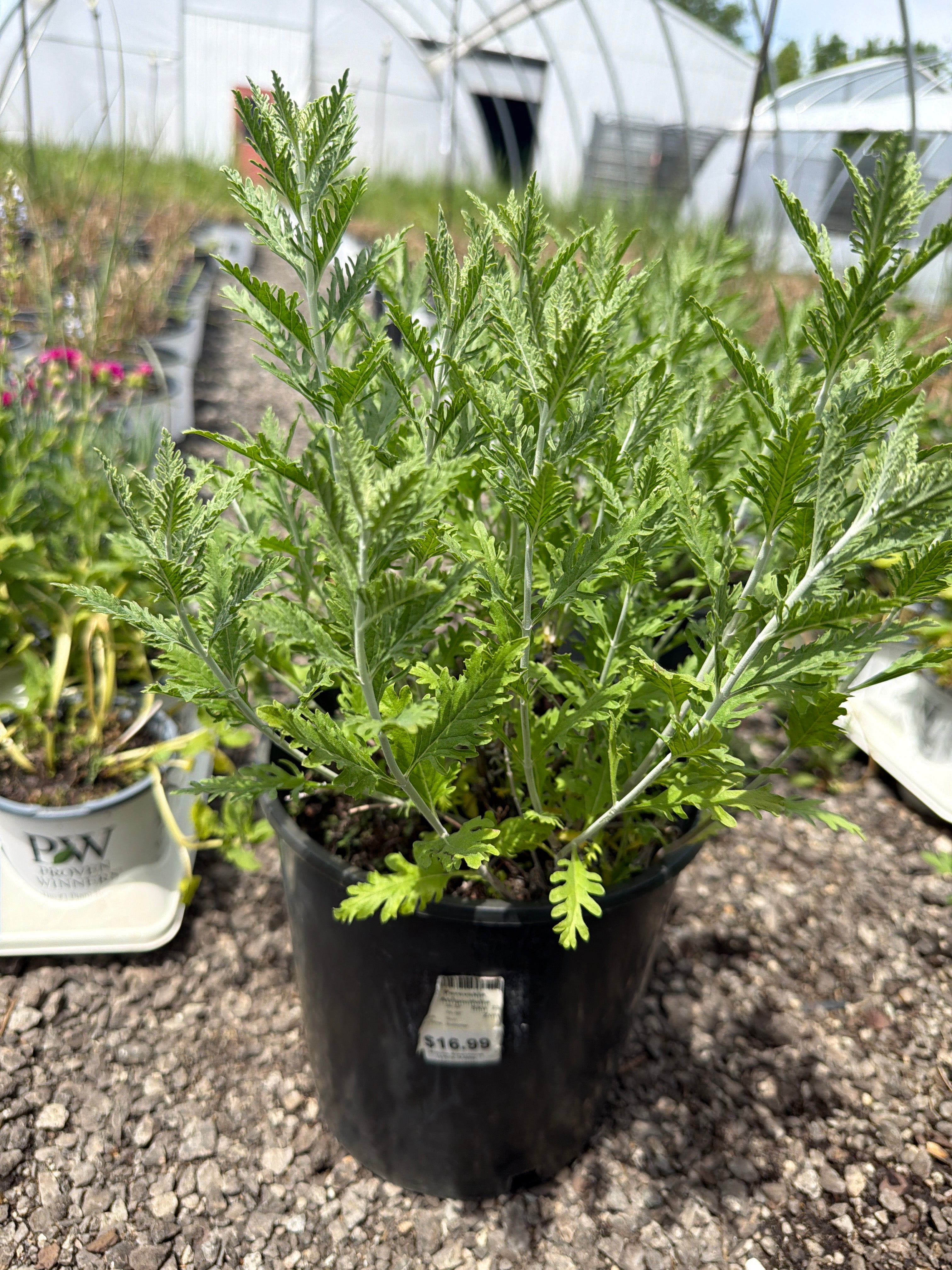 Perovskia Atripicifolia