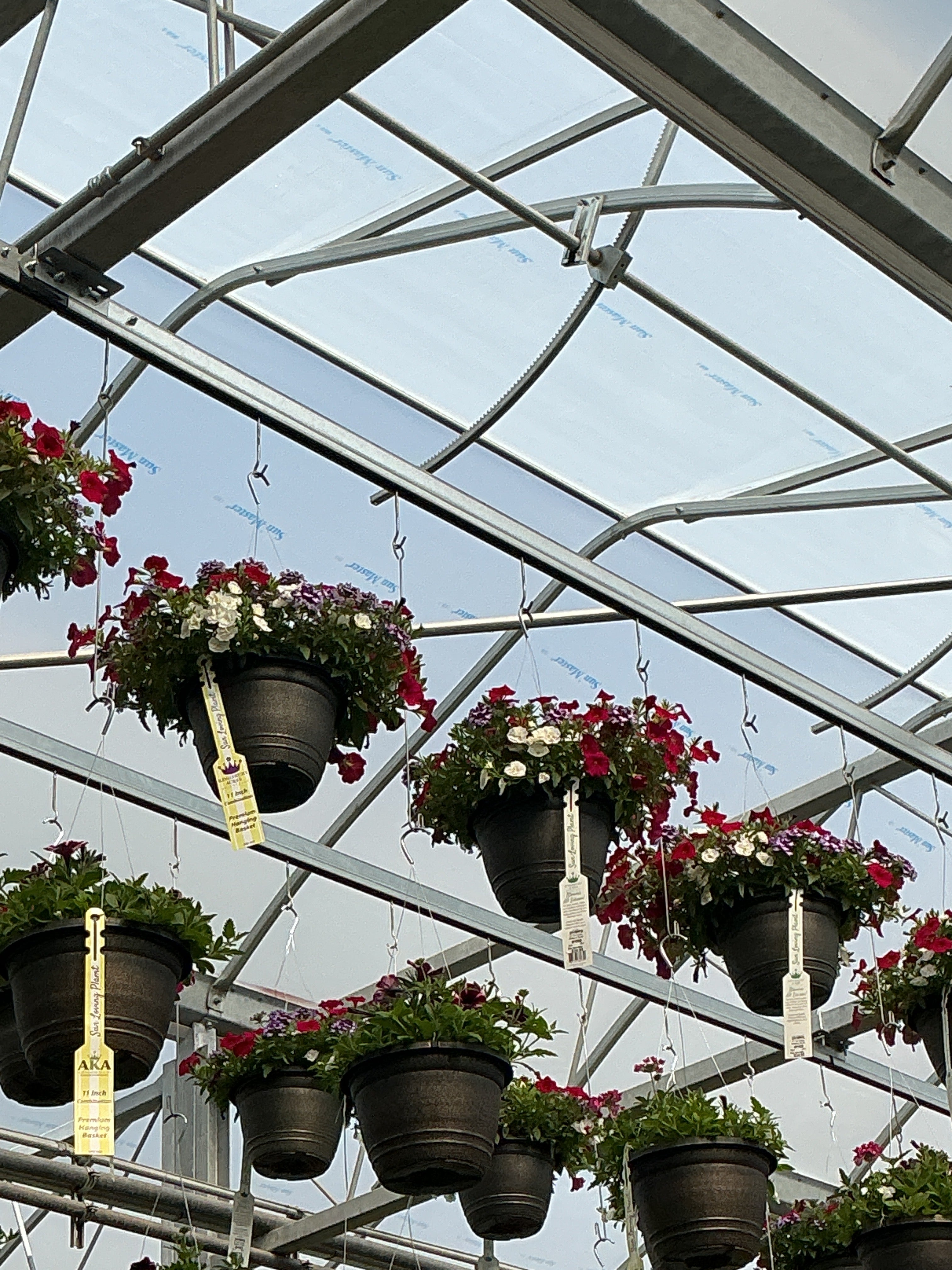 102 Mulberry Street - 11" Hanging Basket