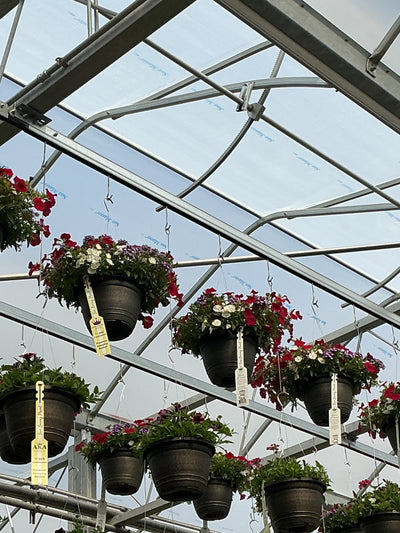102 Mulberry Street - 11" Hanging Basket