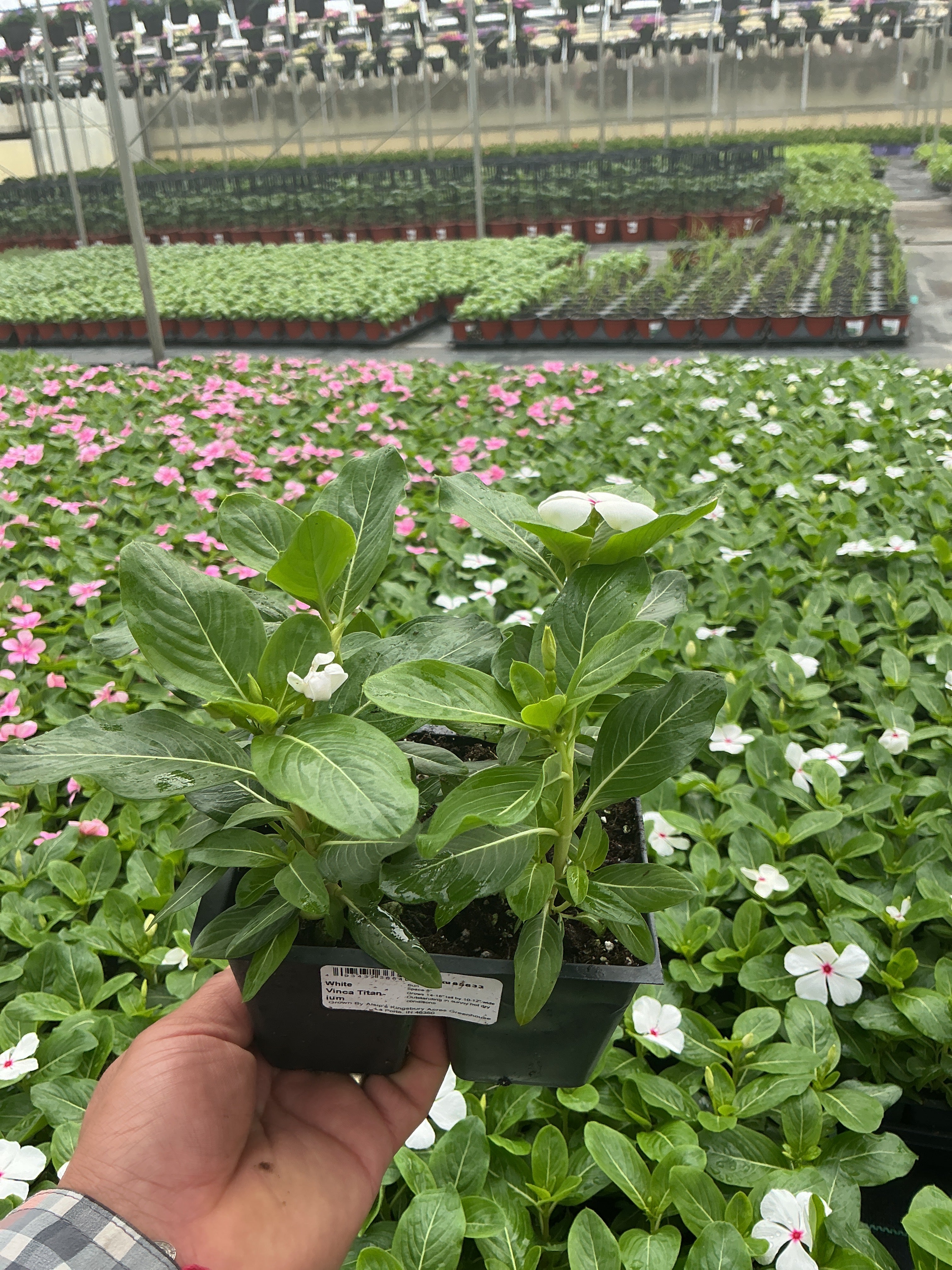 Vinca Titan-ium White - 4 Pack Annual