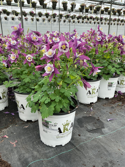 Aquilegia Columbine Earlybird Purple yellow