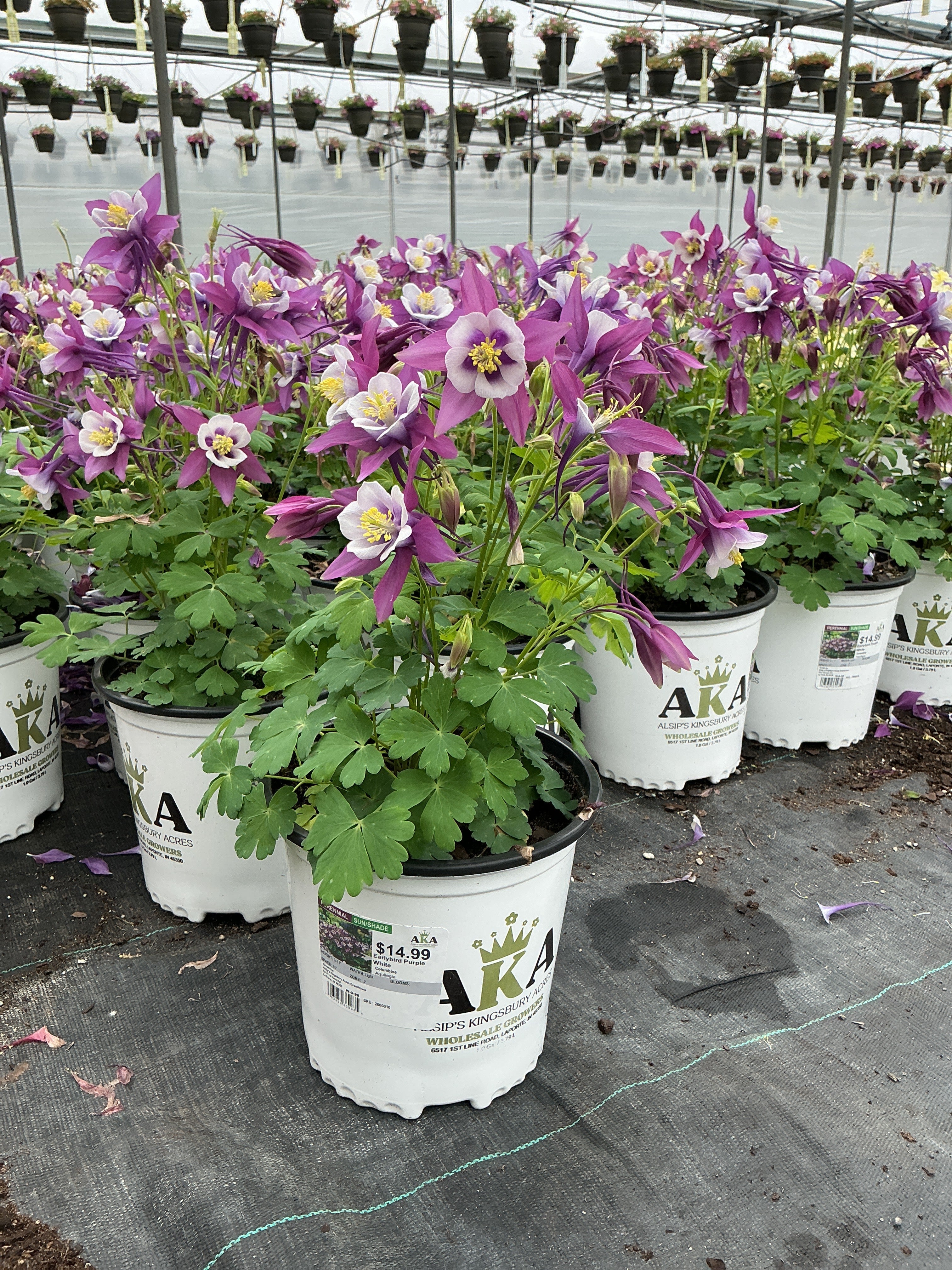 Aquilegia Columbine Earlybird Purple yellow - 8" Potted Perennial