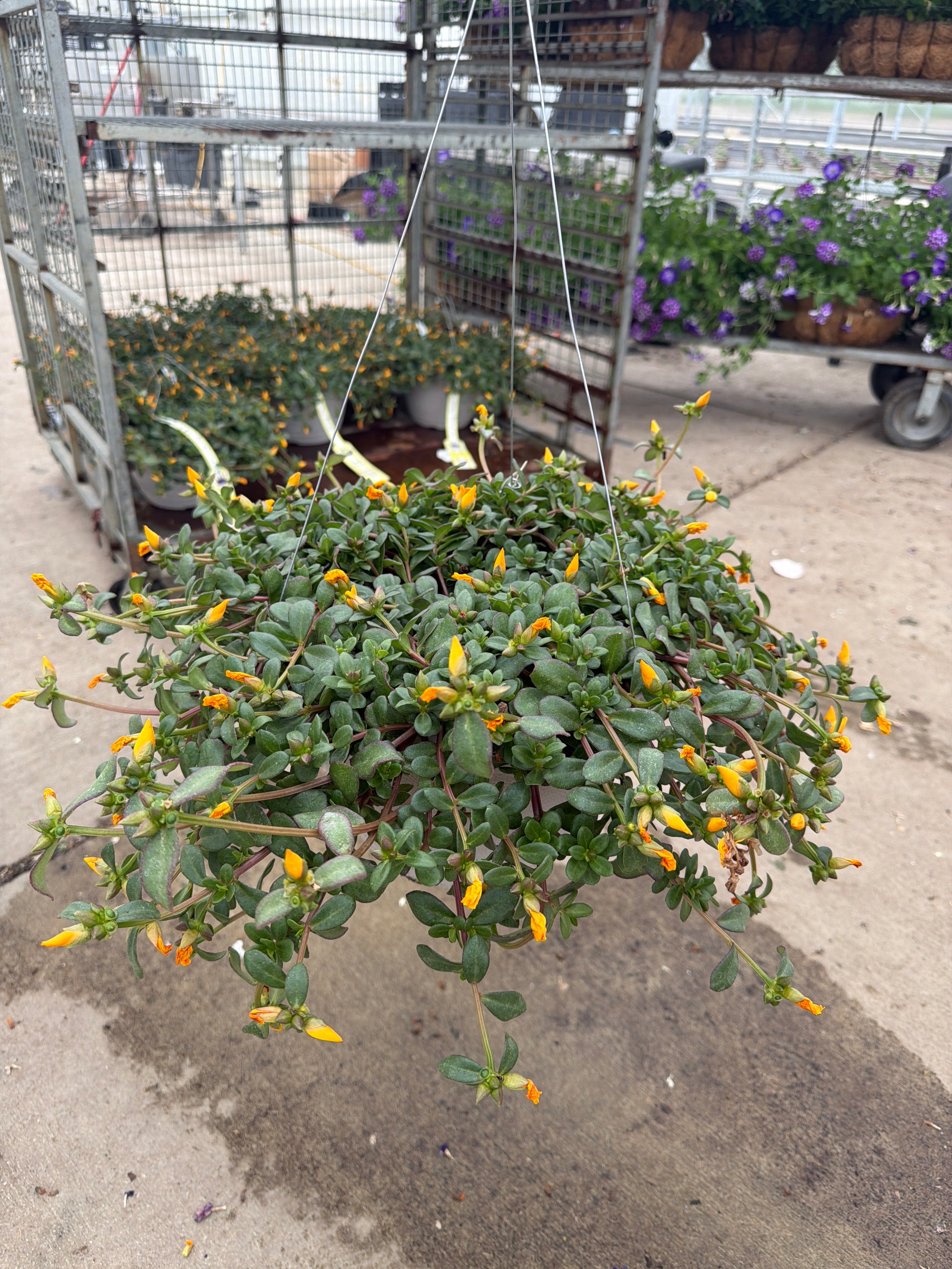 Purslane RioGrande Yellow - 11" Hanging Basket