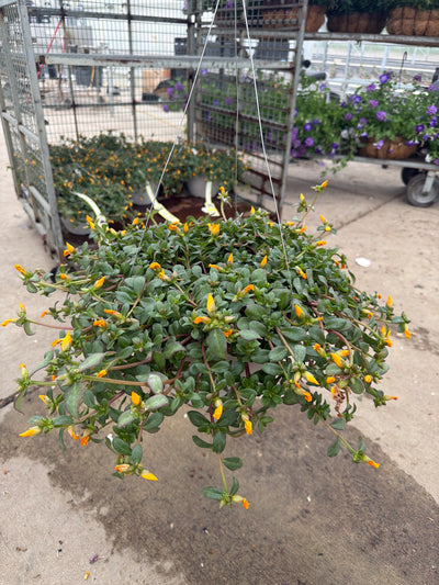 Purslane RioGrande Yellow - 11" Hanging Basket