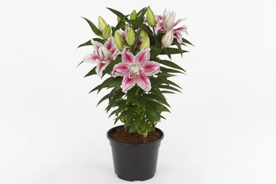 Lilium Lily Oriental Double Nowa