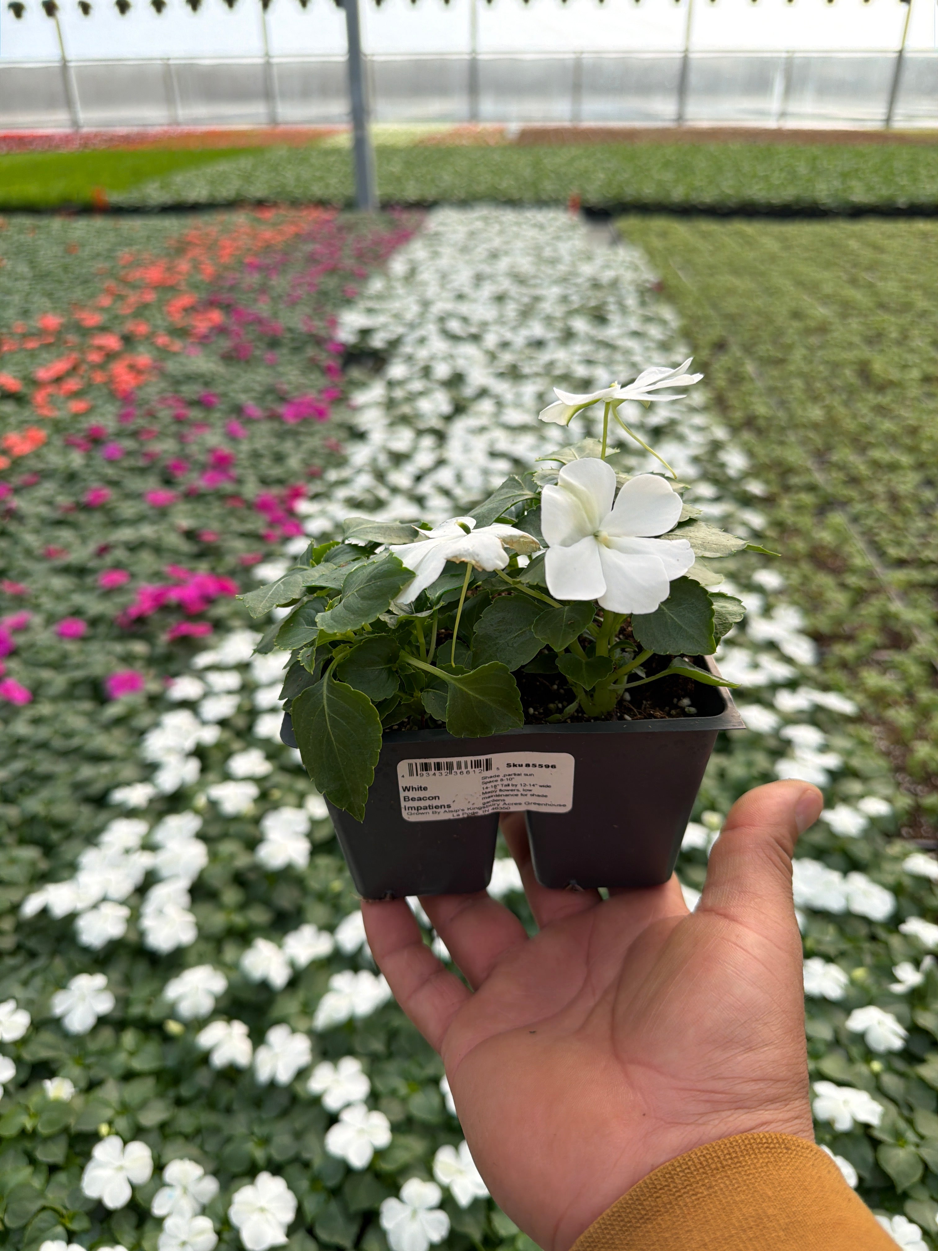 Impatiens Beacon White - 4 Pack Annual