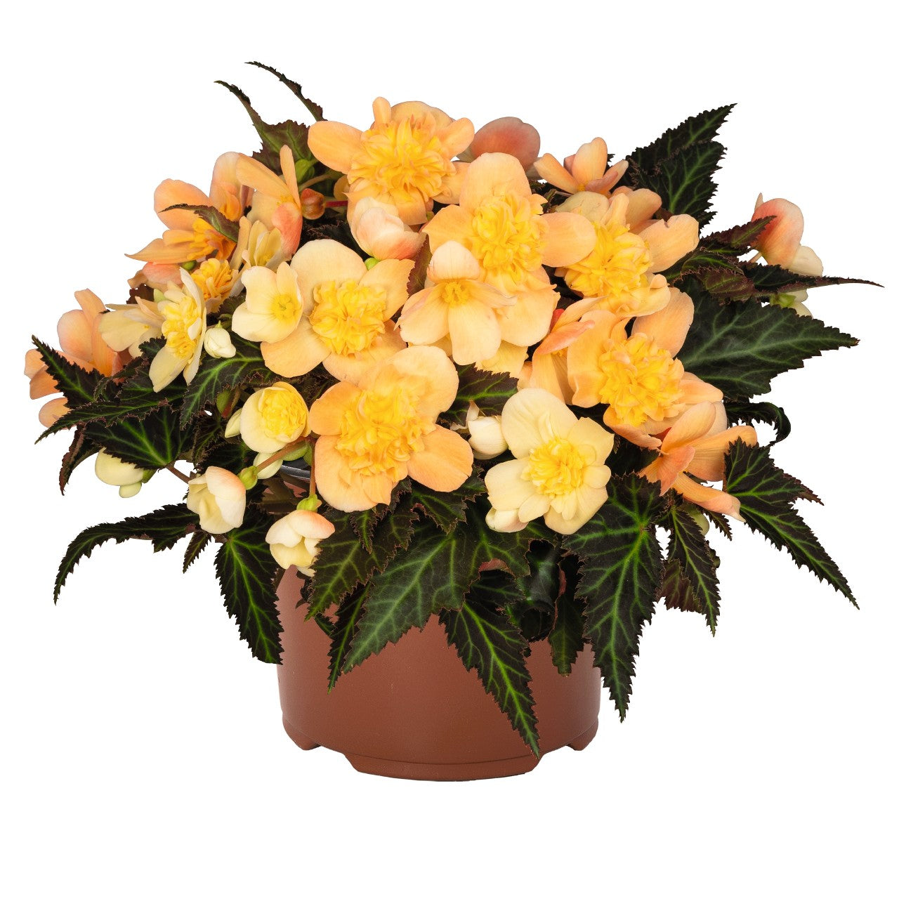 Begonia I'Conia Bacio Peach - 8" Planter