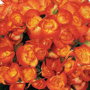 Begonia Amstel Carneval - 4.5" Potted Begonia