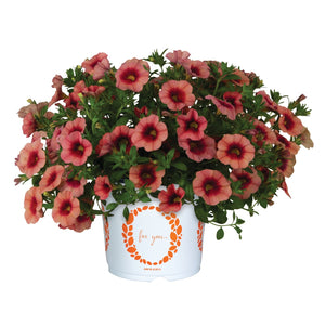 Calibrachoa Bloomtastic Peach Grenadine - 11" Hanging Basket