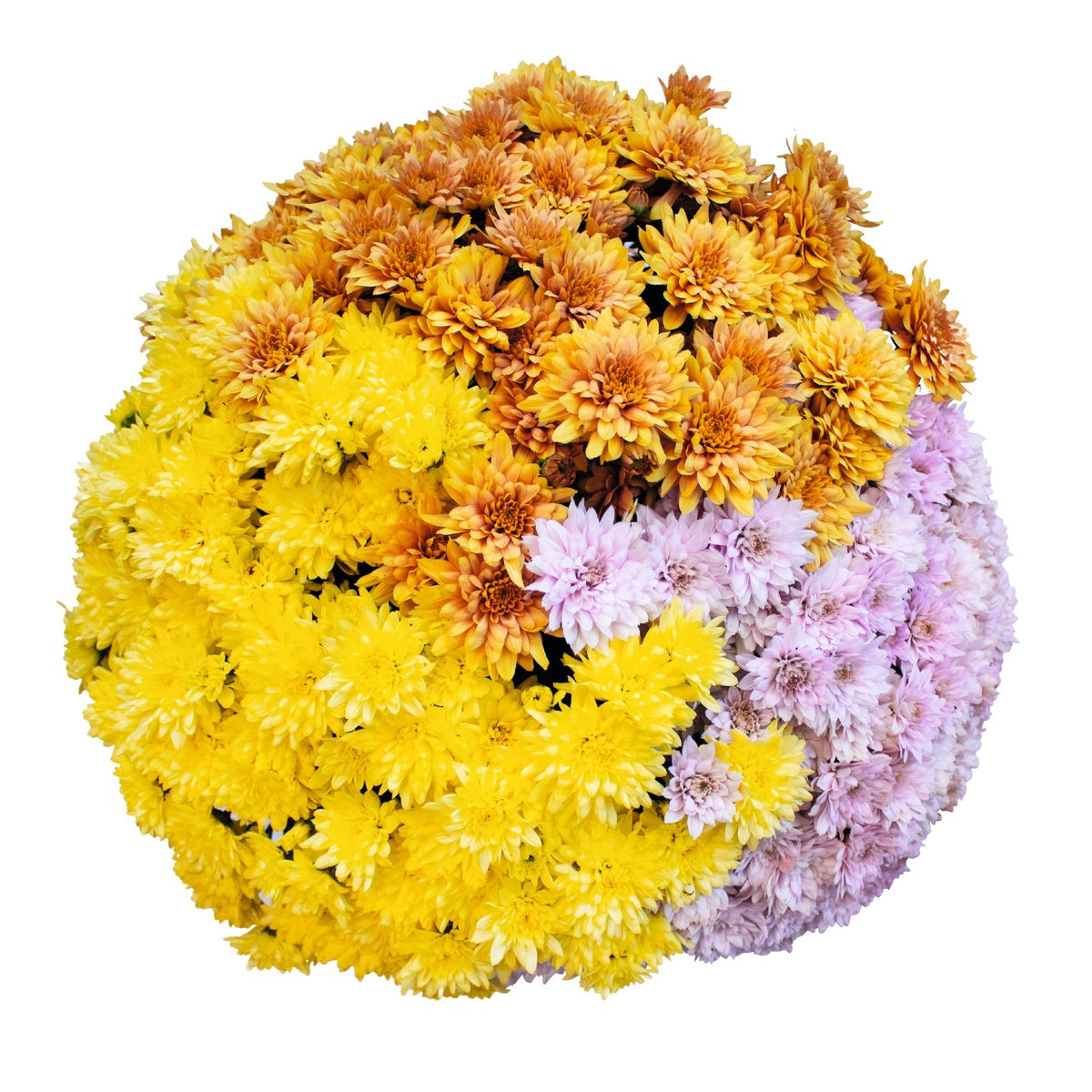 Robinson Tricolor (Mix 2) - 9"x6" Potted Garden Mum
