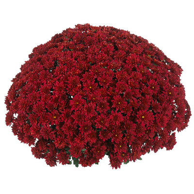 Cheer Red - 8"x5" Potted Garden Mum