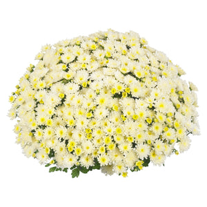 Ditto White - 8"x5" Potted Garden Mum