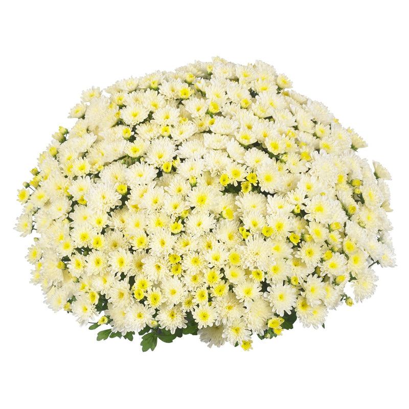 Ditto White - 8"x5" Potted Garden Mum