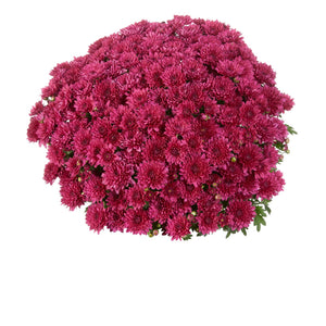 Elated Purple - 8"x6" Potted Garden Mum
