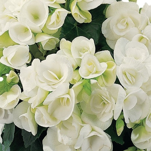 Begonia Amstel Clara - 4.5" Potted Begonia