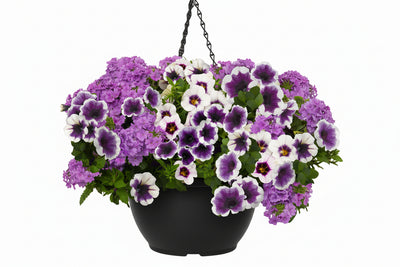 Confetti Blueberry Parfait - 8" Combination Hanging Basket
