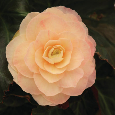 Begonia I'Conia Portofino Champagne - 4.5" Potted Begonia