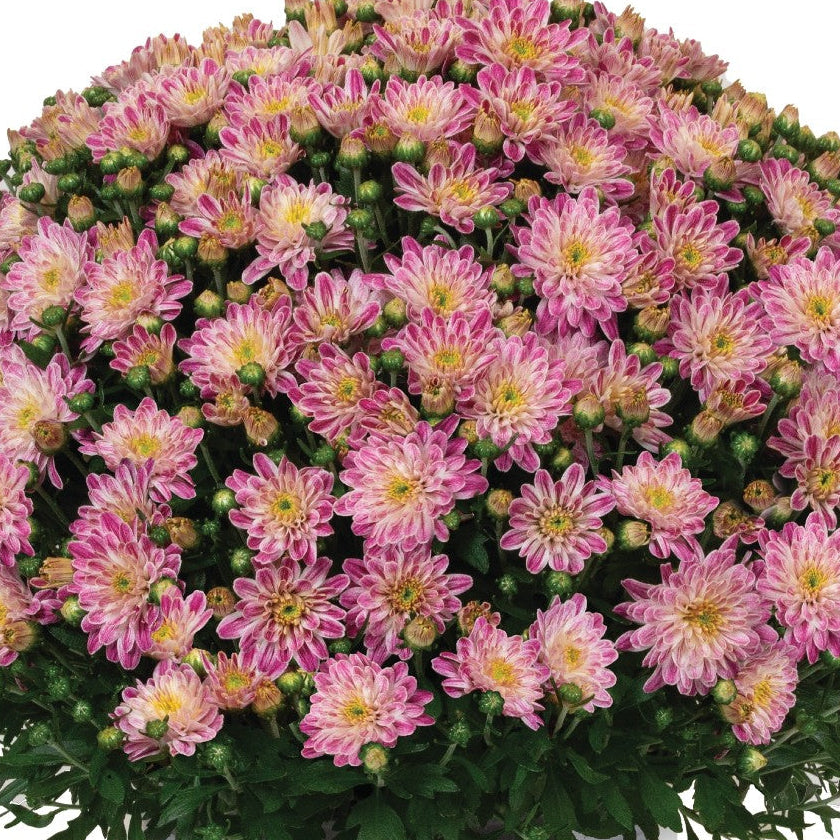 Peppermint Passion Pink - 8"x5" Potted Garden Mum