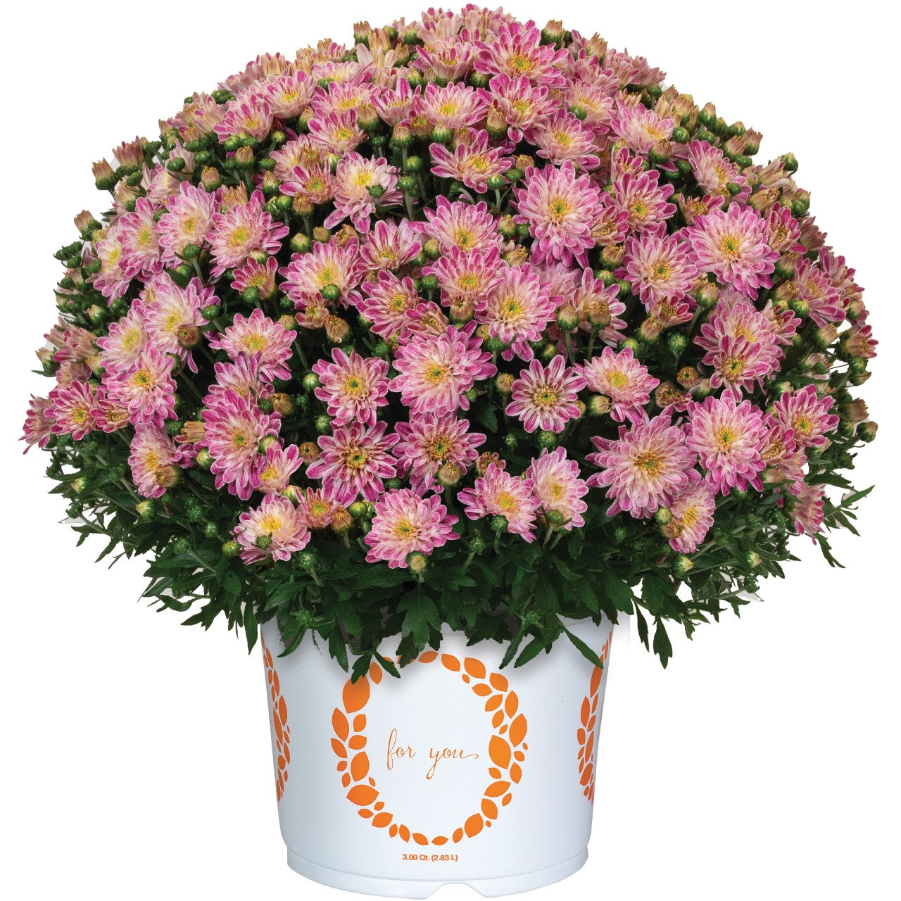 Peppermint Passion Pink - 8"x6" Potted Garden Mum