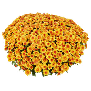 Lively Bronze Bicolor - 9"x6" Potted Garden Mum