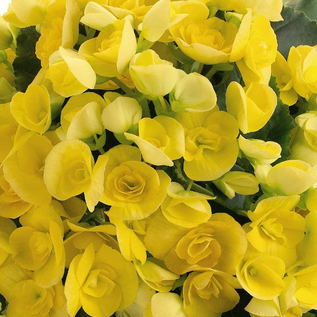 Begonia Amstel Blitz - 4.5" Potted Begonia