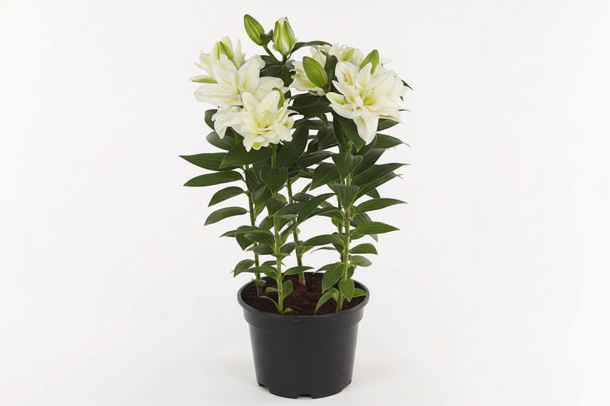 Lilium Lily Oriental Double Zeta