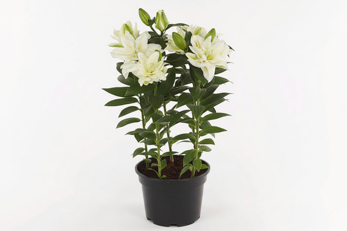 Lilium Lily Oriental Double Zeta