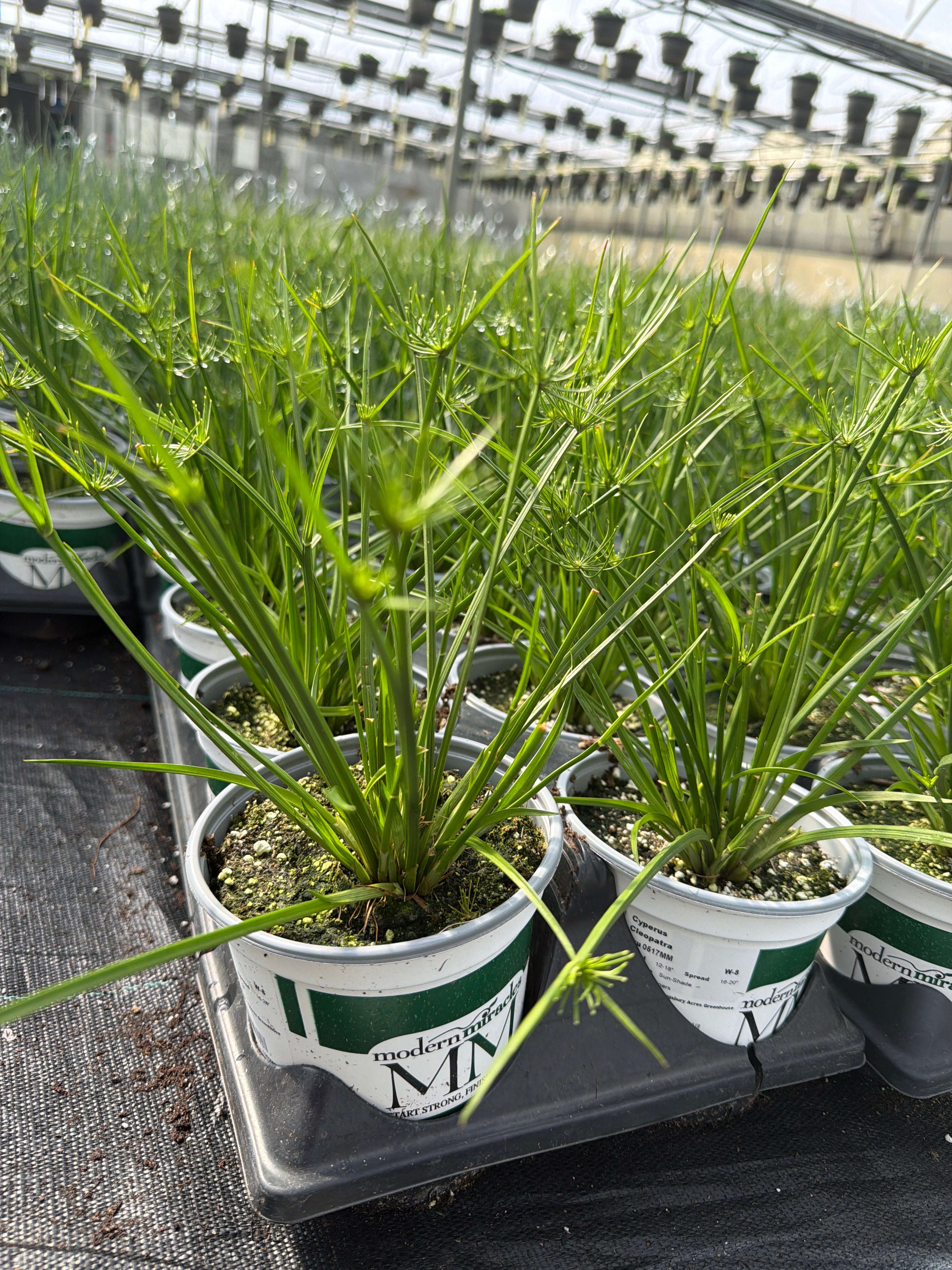 Cyperus Cleopatra - 5" Premium Thriller Annual