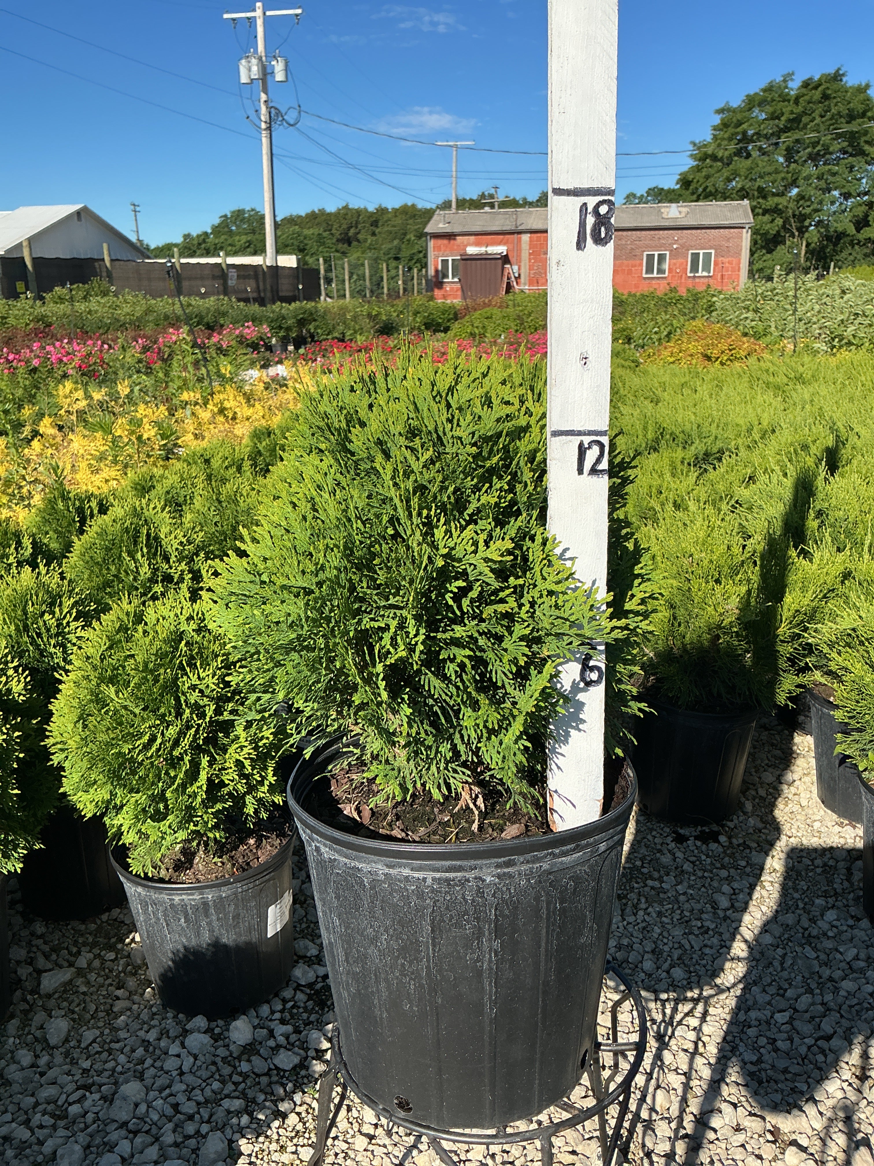 Thuja Little Giant