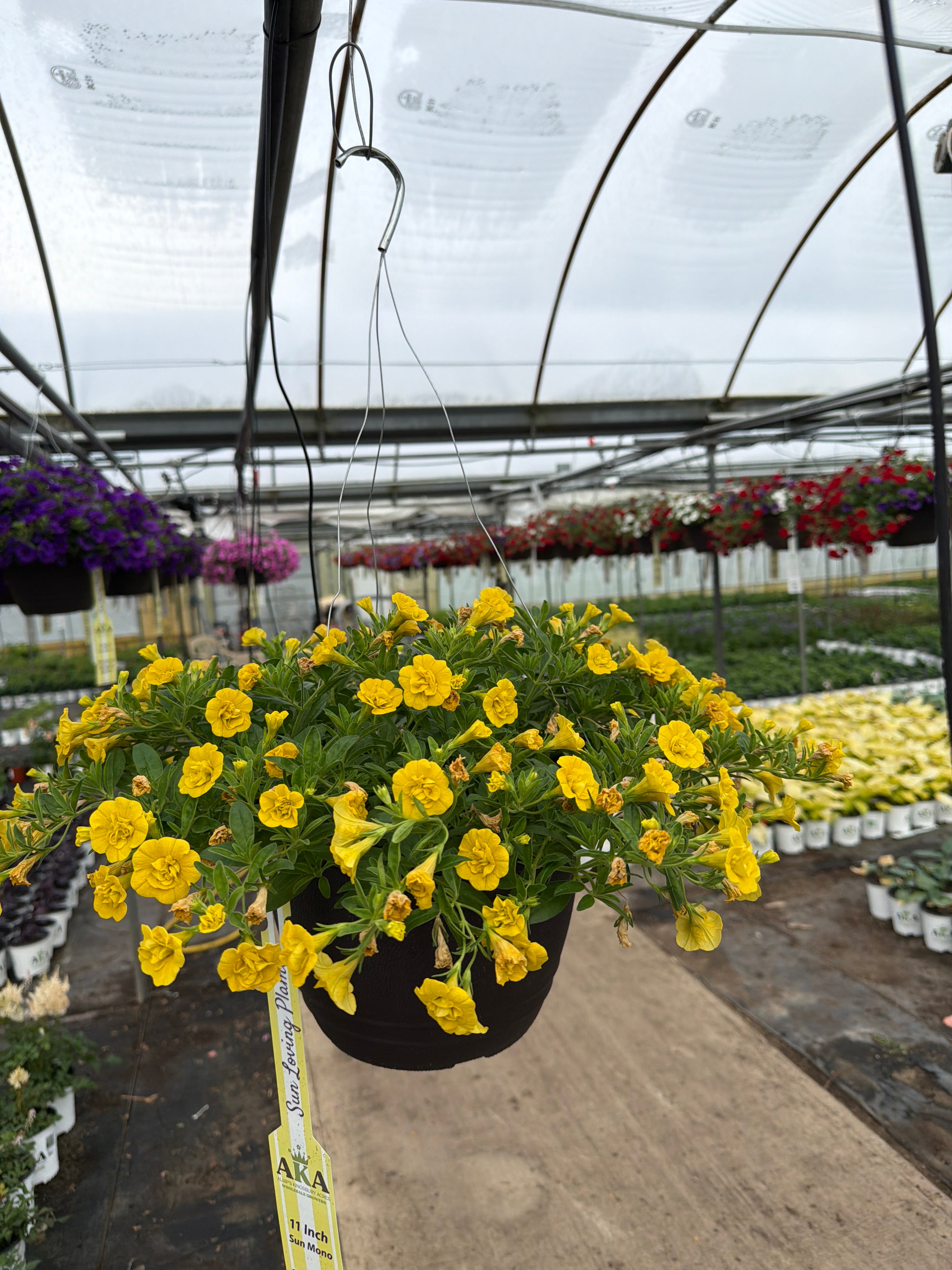 Calibrachoa MiniFamous Neo Double Yellow Deep - 11" Hanging Basket