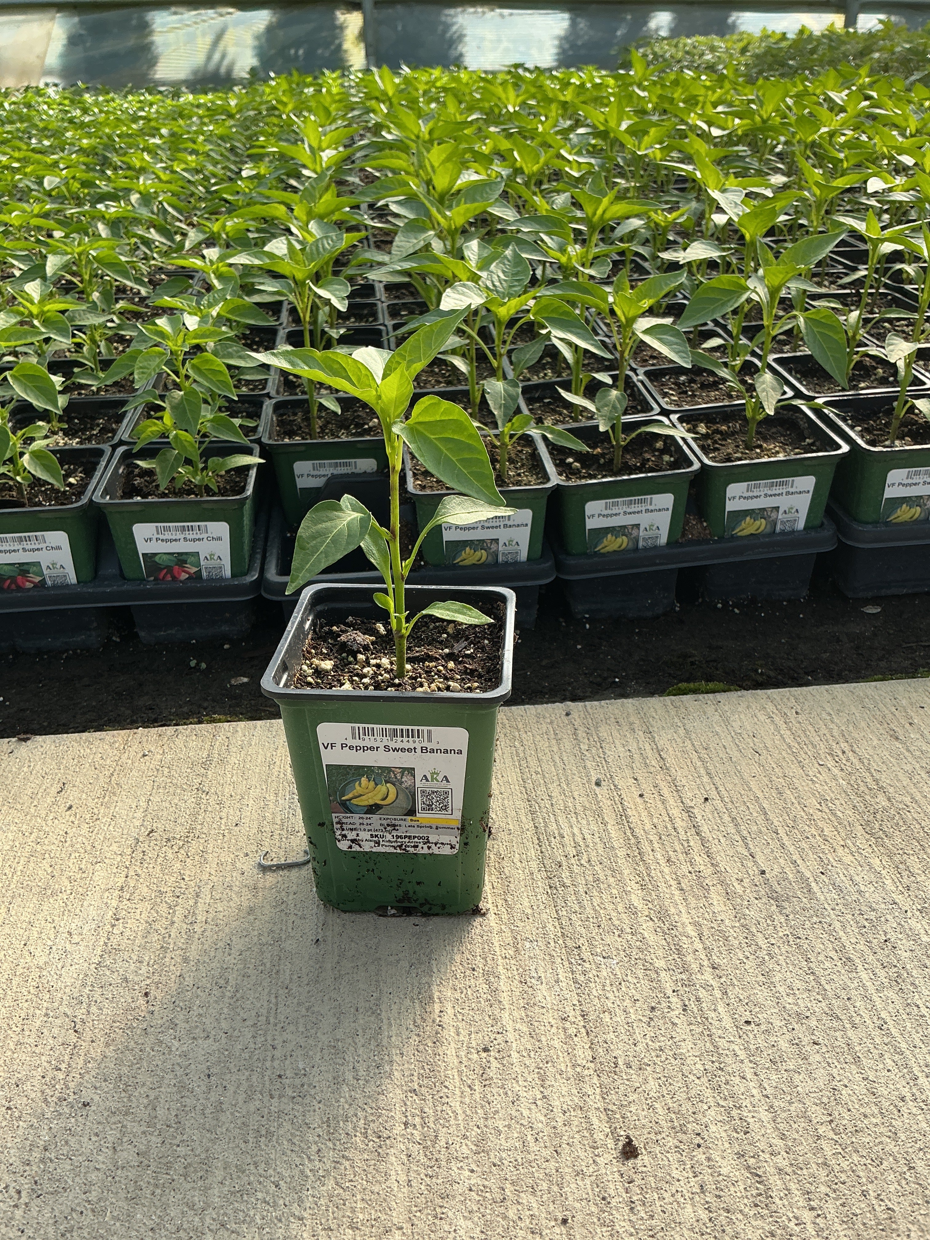 Pepper Sweet Banana - 4" Potted Vegetable