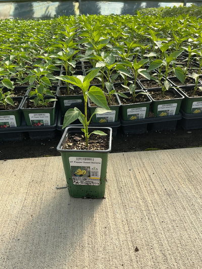 Pepper Sweet Banana - 4" Potted Vegetable