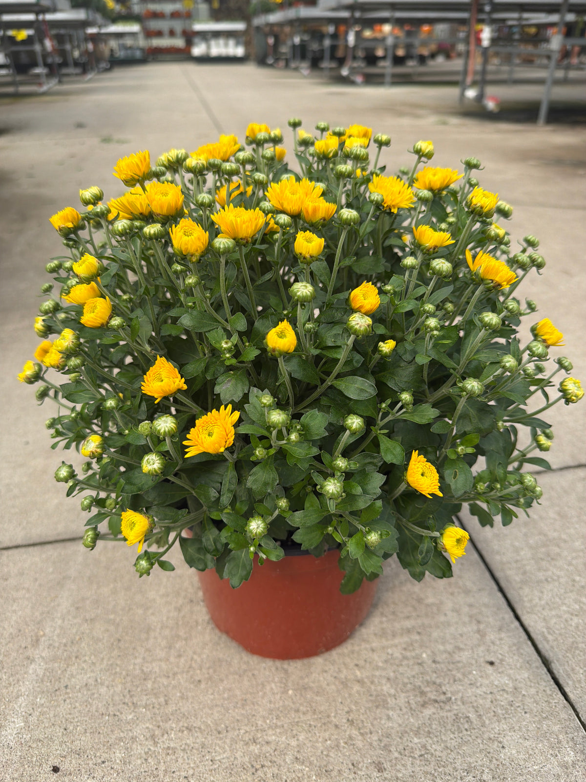 Katelli Yellow - 8"x5" Potted Garden Mum