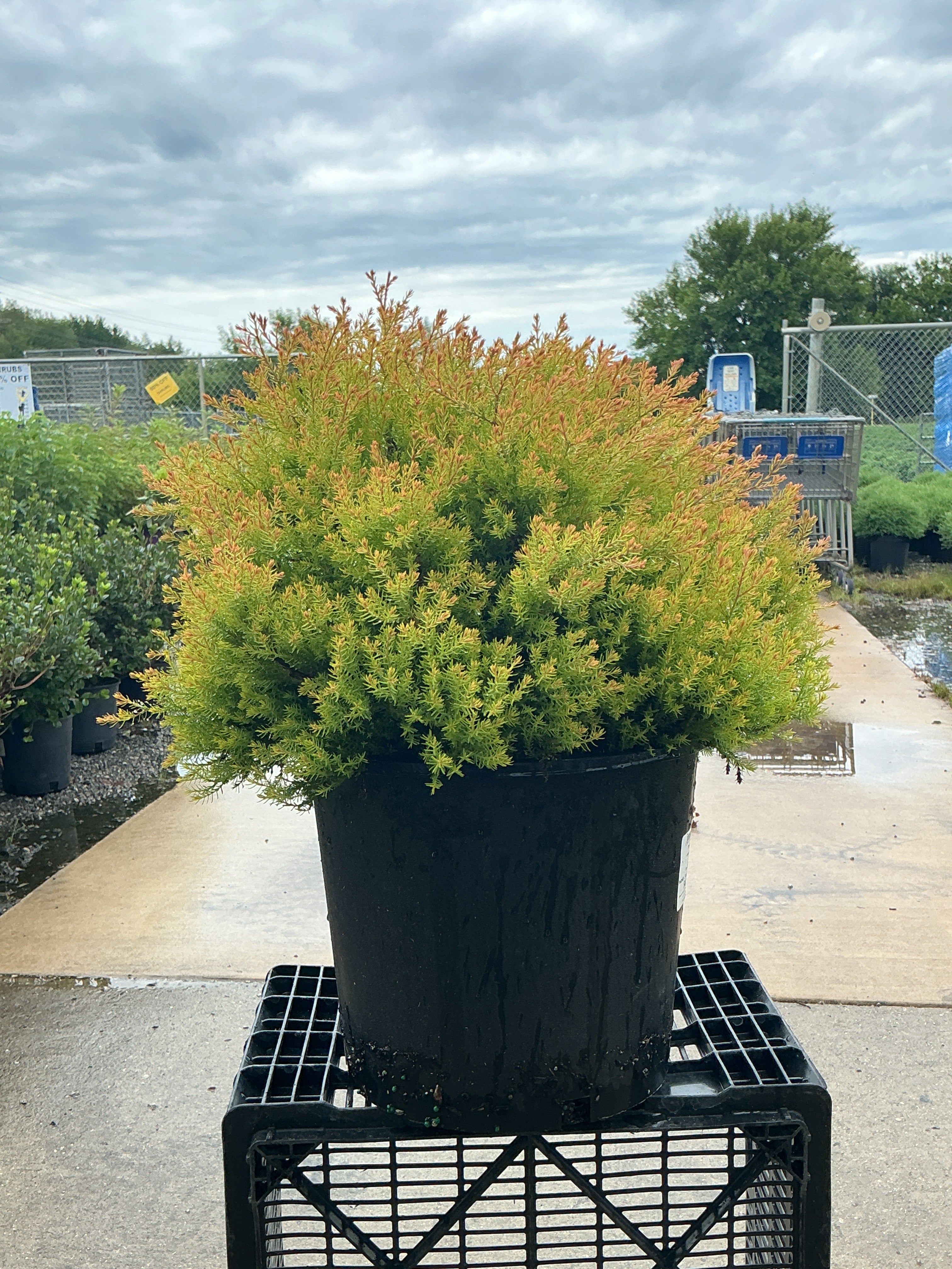 Thuja Fire Chief