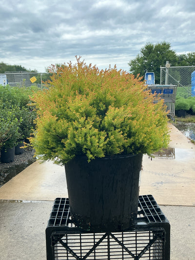 Thuja Fire Chief