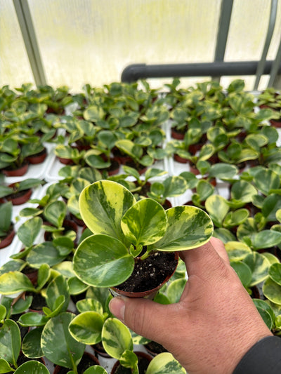 Peperomia obtu Marble - 2.5" Succulent