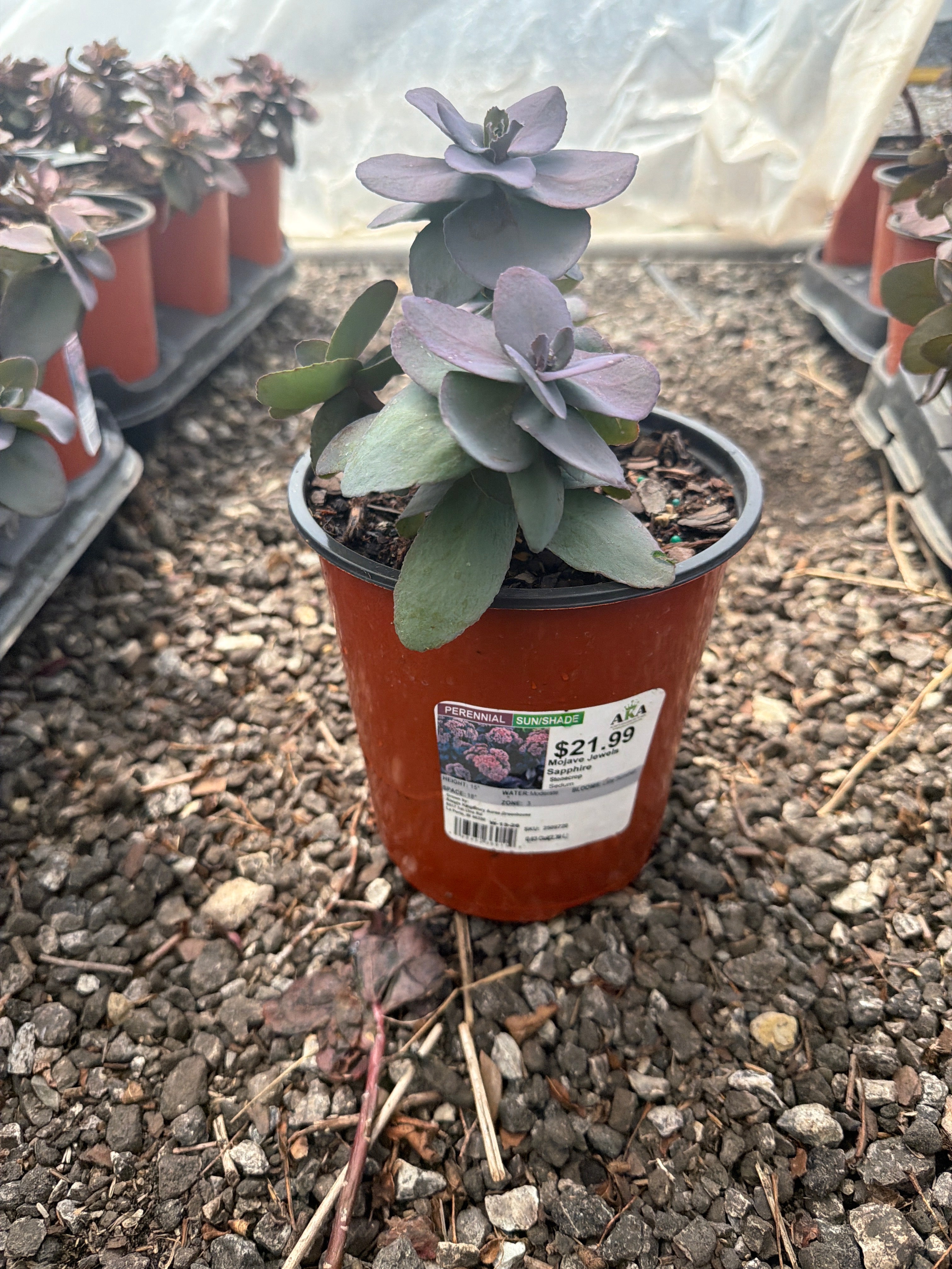 Sedum Stonecrop Mojave Jewels Sapphire - 6" Perennial
