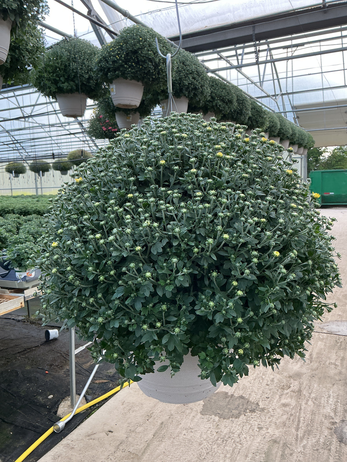 Chelsey Yellow - 11" Garden Mum Hanging Basket