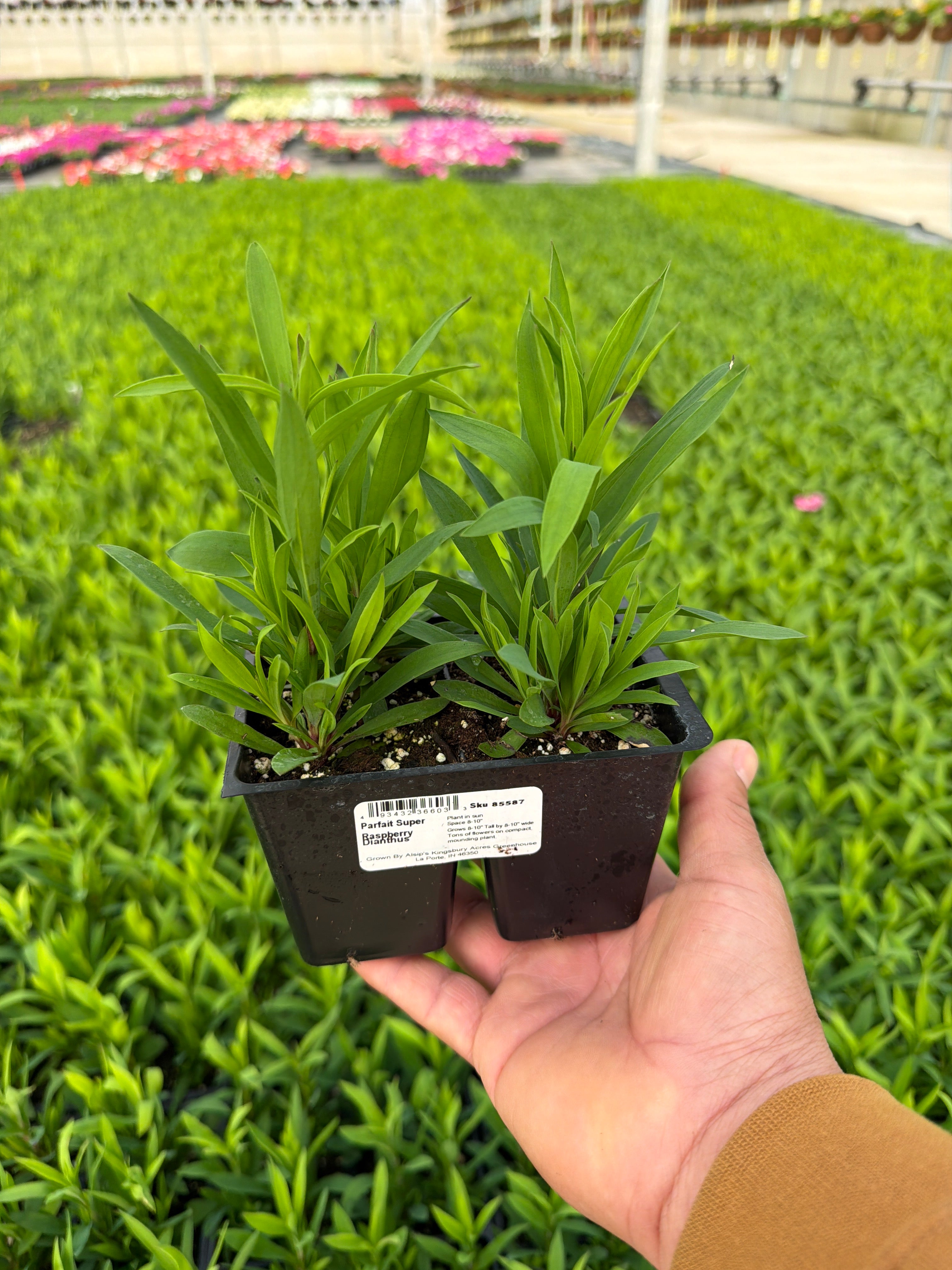 Dianthus Parfait Super Raspberry - 4 Pack Annual