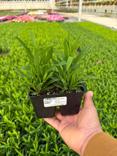 Dianthus Parfait Super Raspberry - 4 Pack Annual