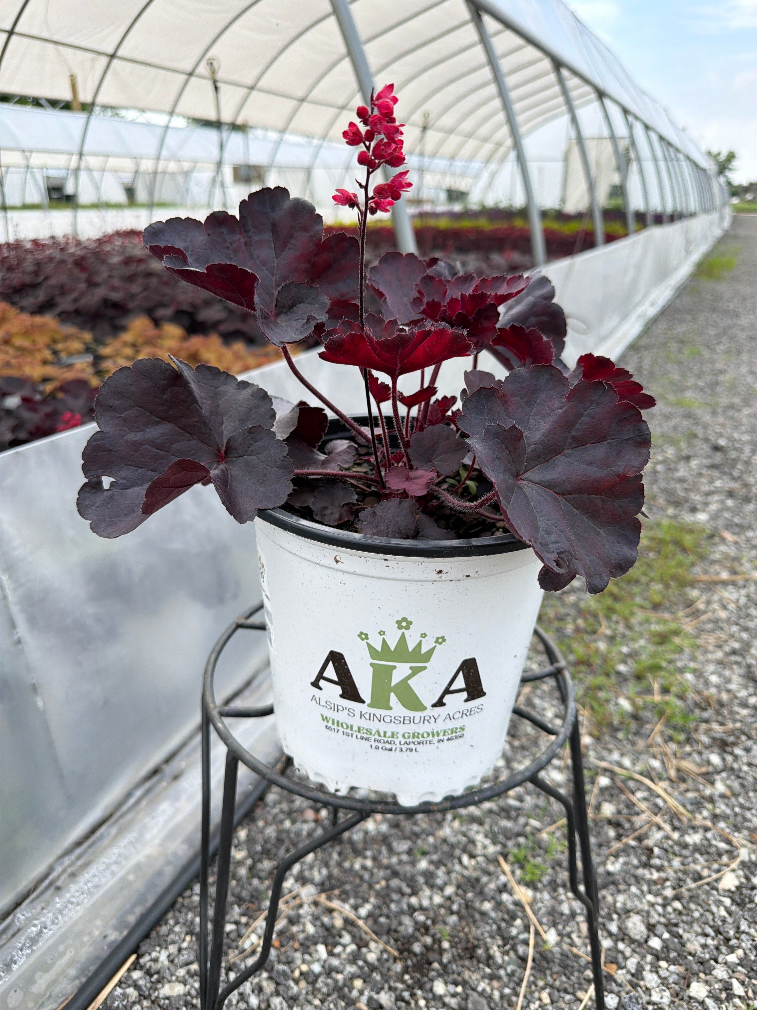 Heuchera Coral Bell Black Forest Cake