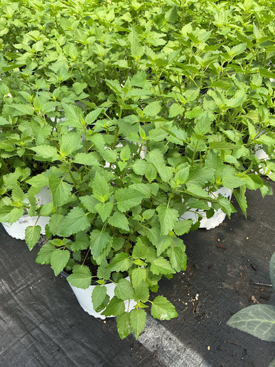 Agastache Hyssop Beelicious Pink
