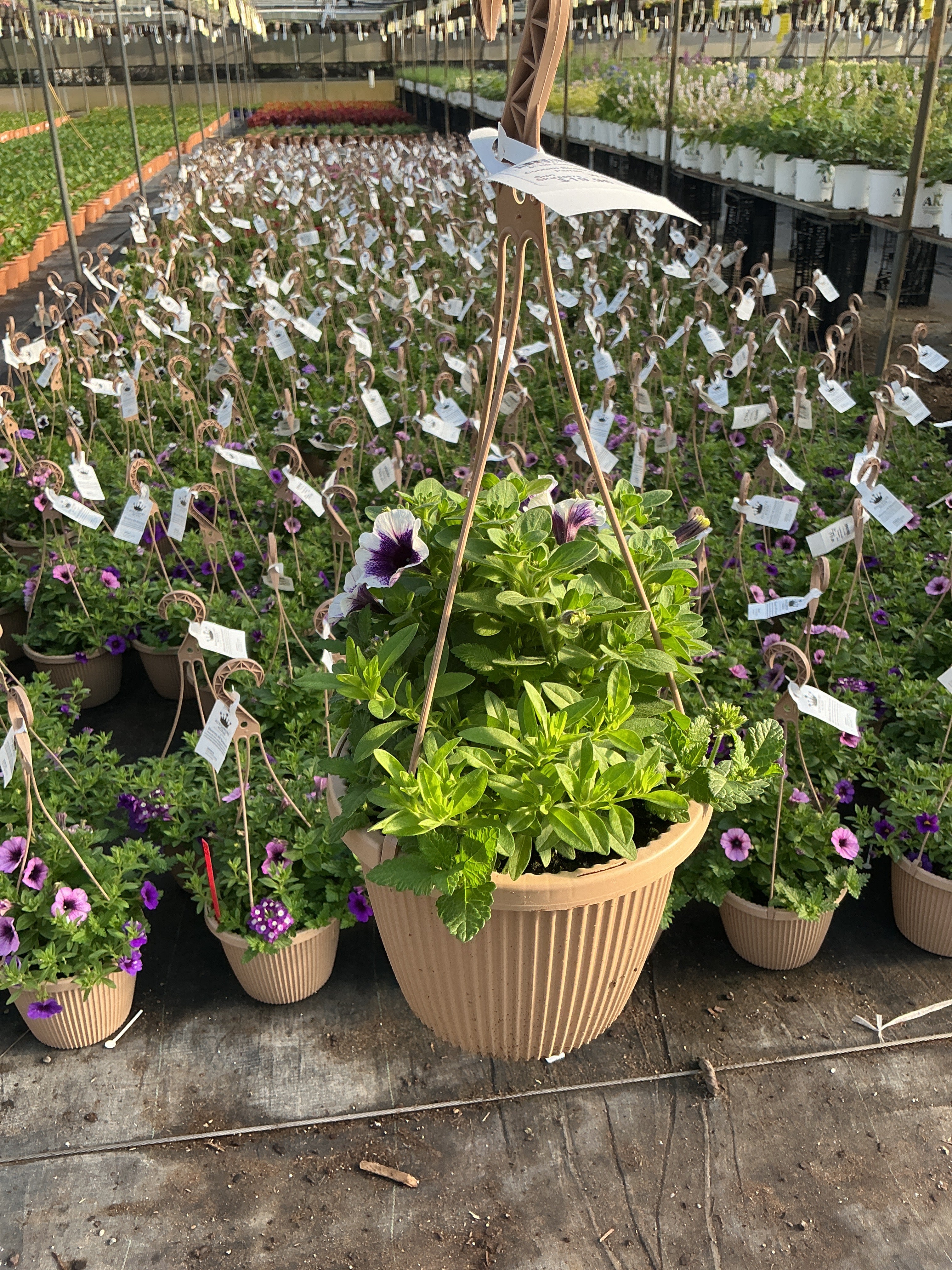 Confetti Blueberry Parfait - 8" Combination Hanging Basket