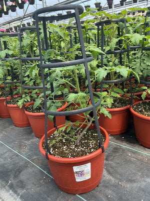 9” Tomato Purple Empress