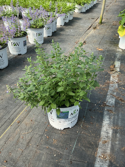 Nepeta Catmint Cat's Meow