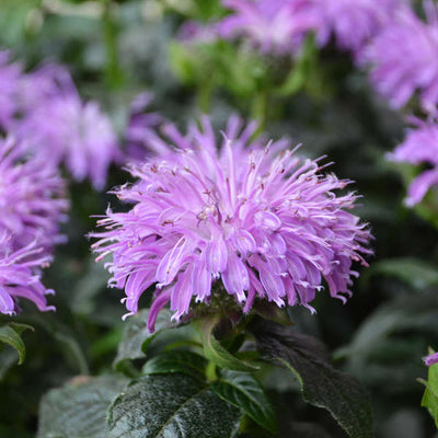 Monarda Bee Balm Sugar Buzz Blue Moon