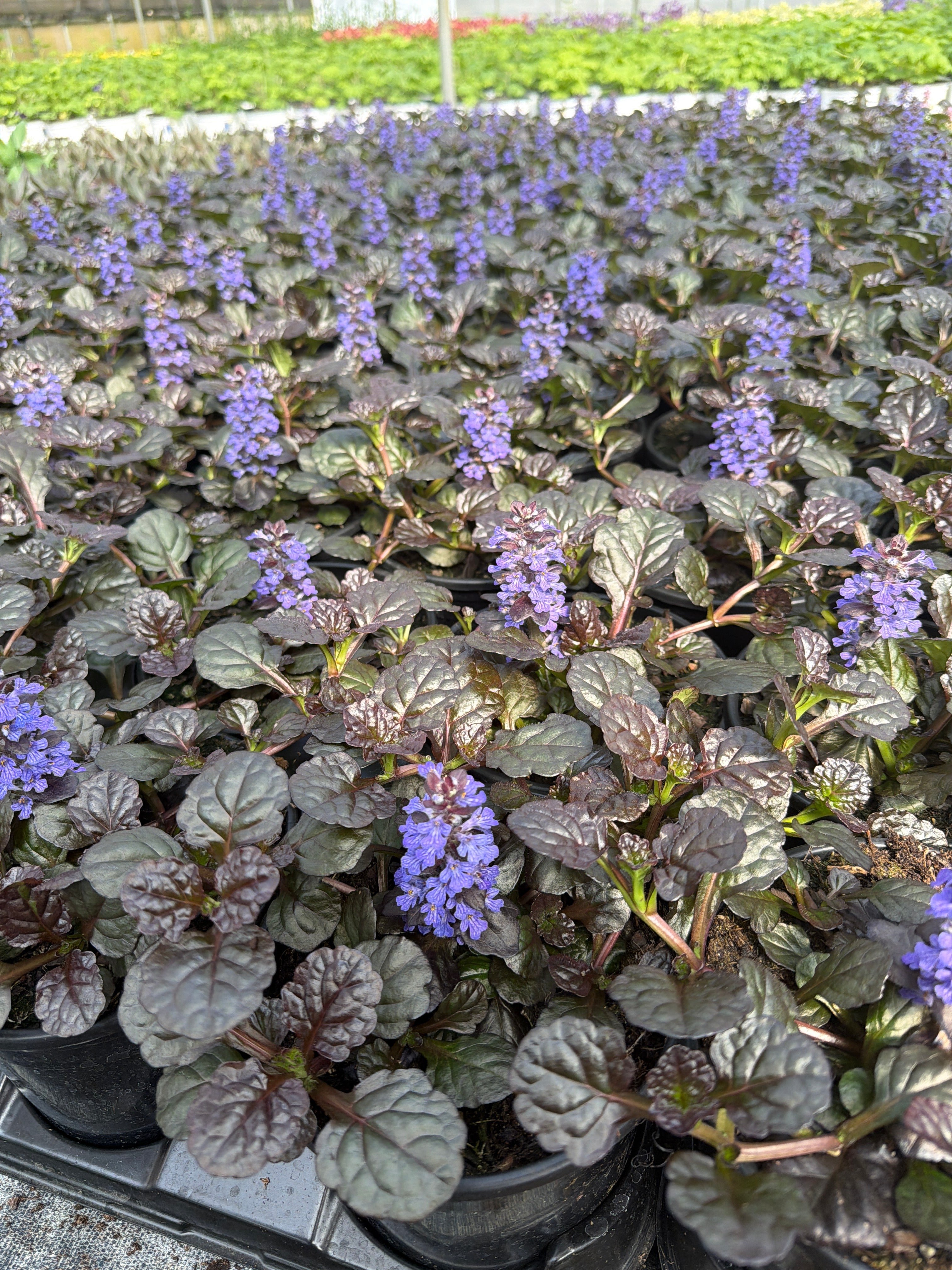 Ajuga Bugleweed Black Scallop - 6" Perennial